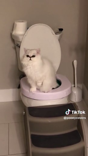 Cats Pooping in the Toilet - Funny Feline Bathroom Habits