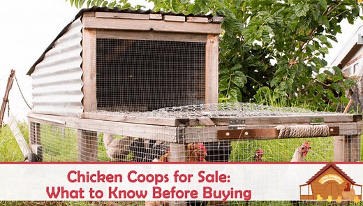 Chicken Coops for Sale: What to Know Before Buying - The Happy Chicken Coop