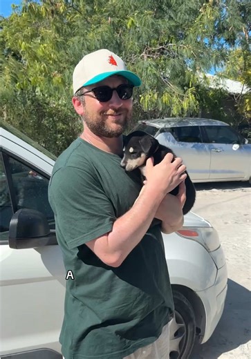 The Importance of Spaying and Neutering for Animal Welfare