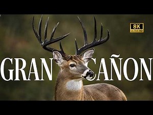 EL GRAN CAÑÓN: Una VIDA Salvaje Que se Esconde Detras De Los ACANTILADOS Más PELIGROSOS MEGAEPISODIO
