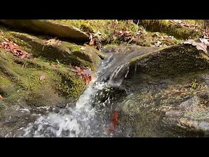 Relaxing Spring Fed Waterfall Sounds