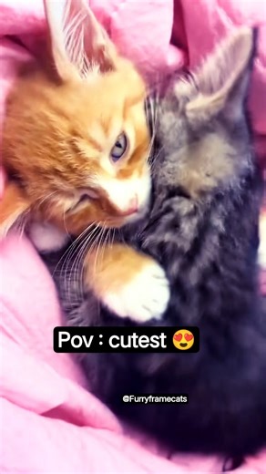 “Two Cute Cats Hugging Each Other – Heart Melting Moment!”#shorts #catlovers #cutecats