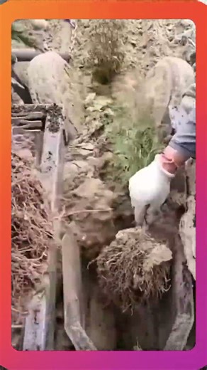 Planting trees efficiently using advanced equipment