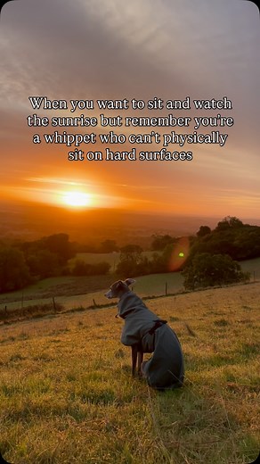 134K views · 4.9K reactions | How long does it take your whippet to...