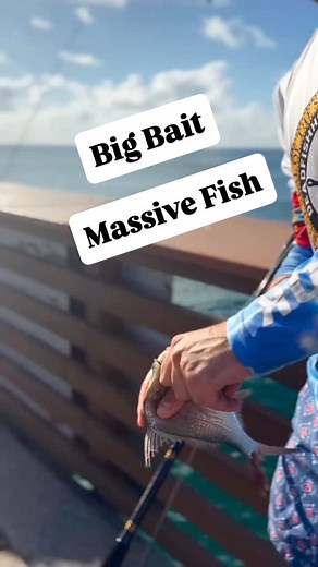 5.6K views · 47 reactions | Big Bait Massive Fish! Catching a 40...
