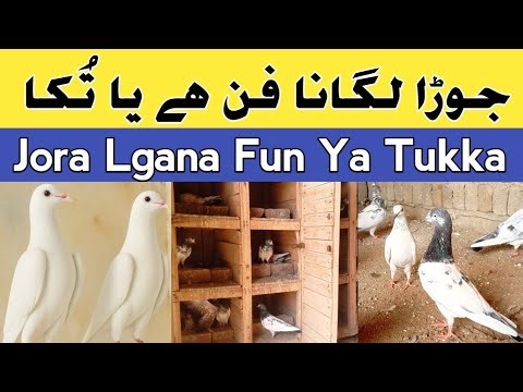 kabootar ka joda kaise lagaen | Amazing Kabootar Tips | kabootar breeding setup