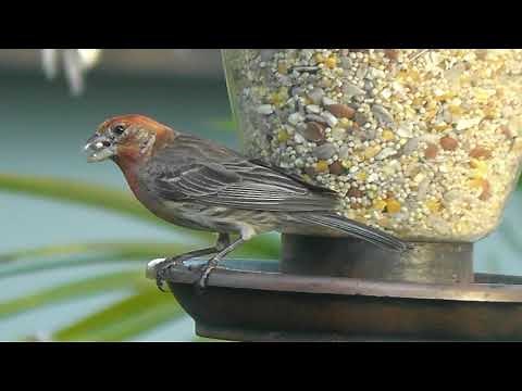 Florida Backyard Birds