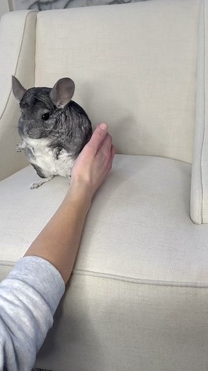 Phil E. Chinchilla on TikTok