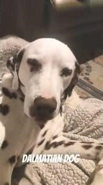 Our cute Dalmatian dog Hope at home in Reutlingen #dalmatians #dogs #doglife #doglover