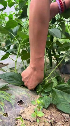 Want higher chili yields? Trimming and pruning is key! 🌶️🔥