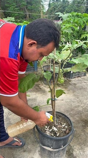 Stop Vegetable Plant Root Rot Naturally | Best Way to Prevent Root Rot & Save Your Garden #farming