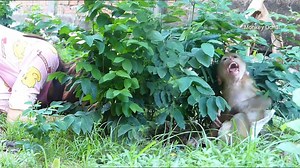 35K views · 1.2K reactions | Ohho Donal Angry Mom Play High From Him | Monkey Dodo | Facebook