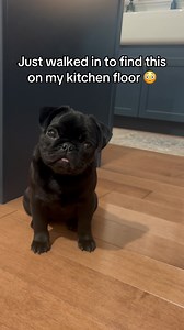 1.2M views · 4.2K reactions | May the pug puppy distribution system be in your favor!! | Kiwi Bug The Pug | Facebook