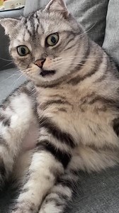 How to Handle Cat Hiccups: Tips and Tricks