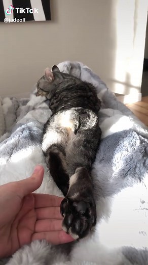 Bunny Cat: The Adorable Highland Lynx Hybrid