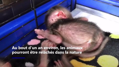 Trois bébés singes abandonnés sauvés grâce à une écolière