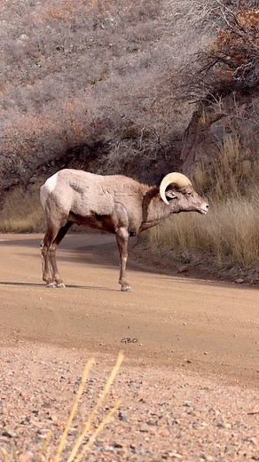 Watching two rams crash together is impressive! Look at the slow motion portion and see how the impact ripples through the neck and even the feet come up to absorb the energy! #wildsheep #bighornsheep #fblifestyle | Good Bull Outdoors