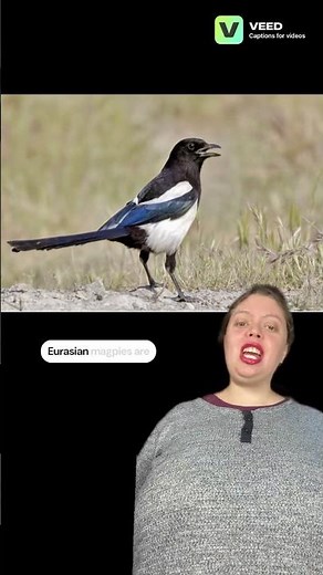 Eurasian magpies use self-made tools