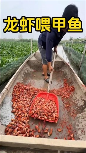 A fish farm's ingenious practice: feeding lobsters to soft-shelled turtles—what's the secret behi...