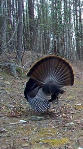 Serenity on the Grasslands wild turkey showing off #hunter #viral | Goto&See