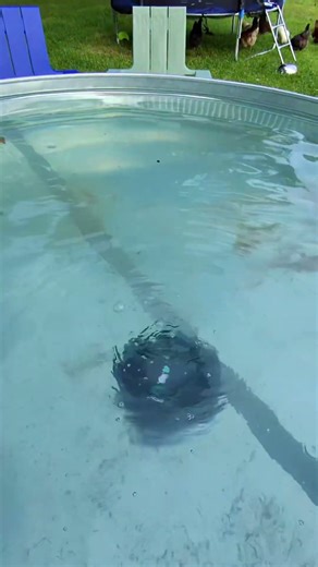 🌊🤖 Check out the AIPER Robotic Pool Cleaner! This cordless vacuum lasts up to 90 minutes and is