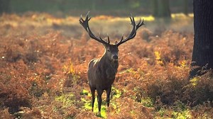 Red deer