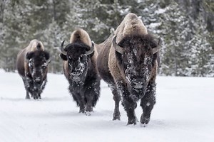 Bison – A Complete Guide – North American Nature