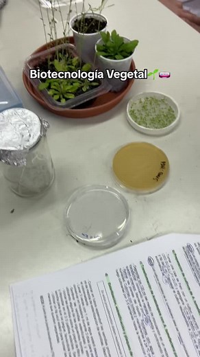 Transformación de Arabidopsis Thaliana en Biotecnología