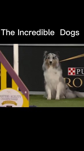 Fastest Dog Agility Competition Highlights
