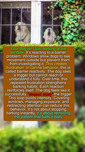 Why Windows Make Your Dog Bark More #dogpsychology #puppy
