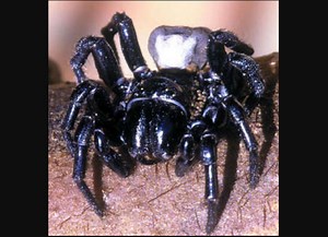 Deadly Funnel-Web Spider Bites 2-Year-Old Child