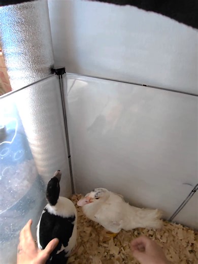 Fall Duckling Joins the Flock at Narroway Homestead