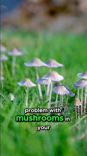 How to Deal with Mushrooms in Your Lawn