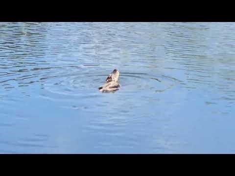 Small Gator And a Dead Racoon