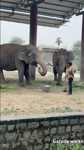 Elephant Drinking Water From Tube In Zoo park 🐘💦 In Hyderabad #zoo #shorts