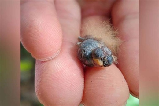 These Baby Hummingbirds Disguise Themselves as Toxic Caterpillars to Perplex Predators