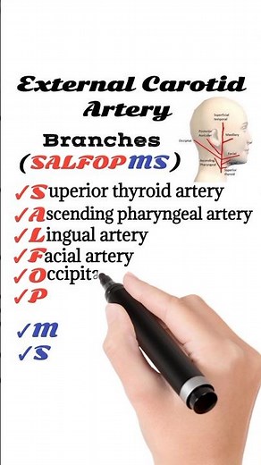 Branches of External Carotid Artery