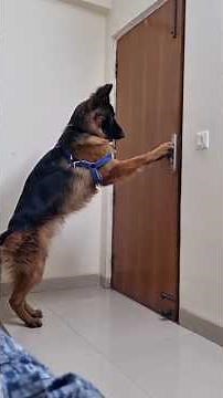 Amazing Dog Facts That Will Blow Your Mind! 🤯||