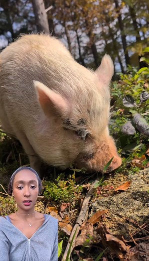 9.5K views · 92 reactions | Pig Science  (full video on page) #interestingfacts #pigs | Vanlifepiggy | Facebook