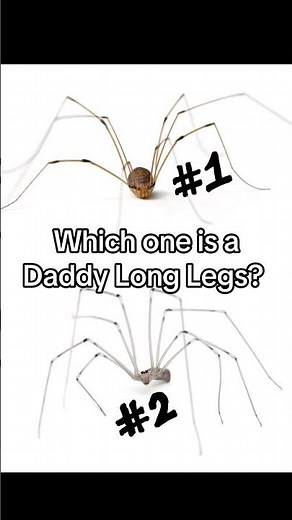 Which spider is a DADDY LONG LEGS? #spiders #greenakerspc