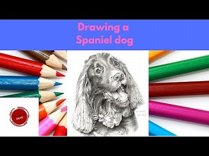 Drawing A Springer Spaniel