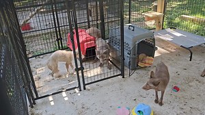 18K views · 1.4K reactions | Just another day at Saveafox Rescue! If you want to see your donations at work, this is the video for you. 36 foxes saved from their tiny fur farm cages, and headed to their forever homes! | Saveafox Corporation | Facebook