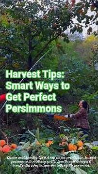 HARVEST TIPS: Smart Ways to Get Perfect Persimmons #satisfying #gardeningtips #farmingtips #short