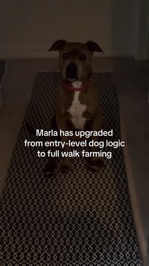 🦛 on Instagram: "ALERT: Marla has upgraded from normal dog behavior to full walk farming. Step 1: Sit in the dark hallway. Step 2: Do absolutely nothing. Step 3: Wait for humans to approach the door. Step 4: Profit (aka WALK). We are not in control. She is a mastermind. 🐾💀"