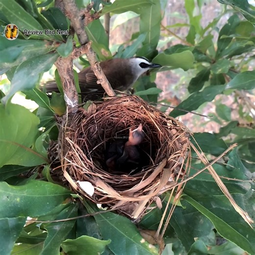 New Beginnings: Hatchlings in the Nest | Review Birds New