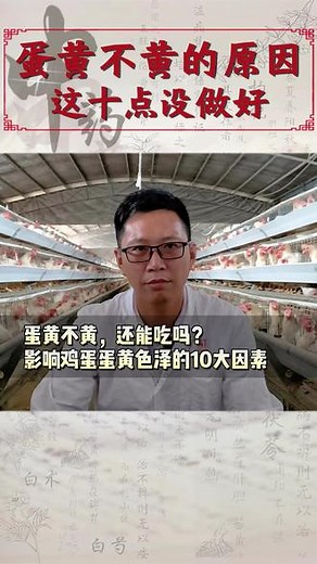 蛋黄不黄是哪里出了问题?蛋鸡蛋黄颜色浅的原因,如何给鸡蛋蛋黄增色？土鸡蛋蛋黄为什么不黄？鸡蛋不黄可能是因为这些原因，养鸡人一定要看