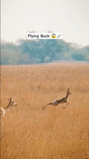Flying Buck 😳🦌 | Nature’s Real Superpower