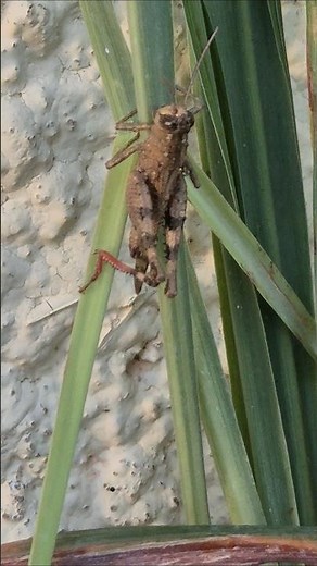 What kind of animal are you? #orthoptera #insect #grasshopper #acrididae #locusts