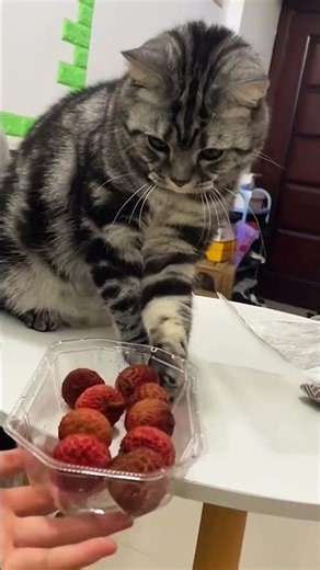 Cat Drops Everything! 😹💢 #FunnyMoments #Shorts