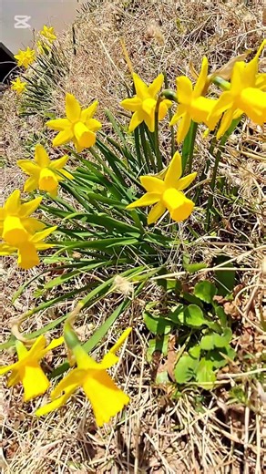 봄바람에 앙증맞게 흔들리는 나팔 수선화꽃 #healing #nature #garden #beautiful #flowers